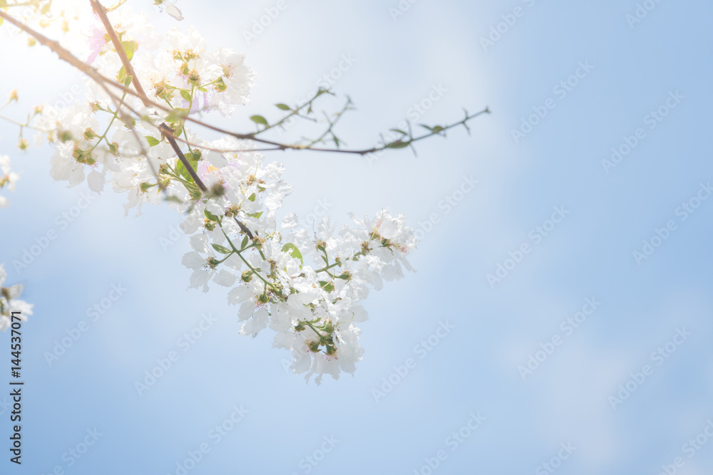 Blossom tree spring flowers with blue sky background Blossom tree spring flowers with blue sky background