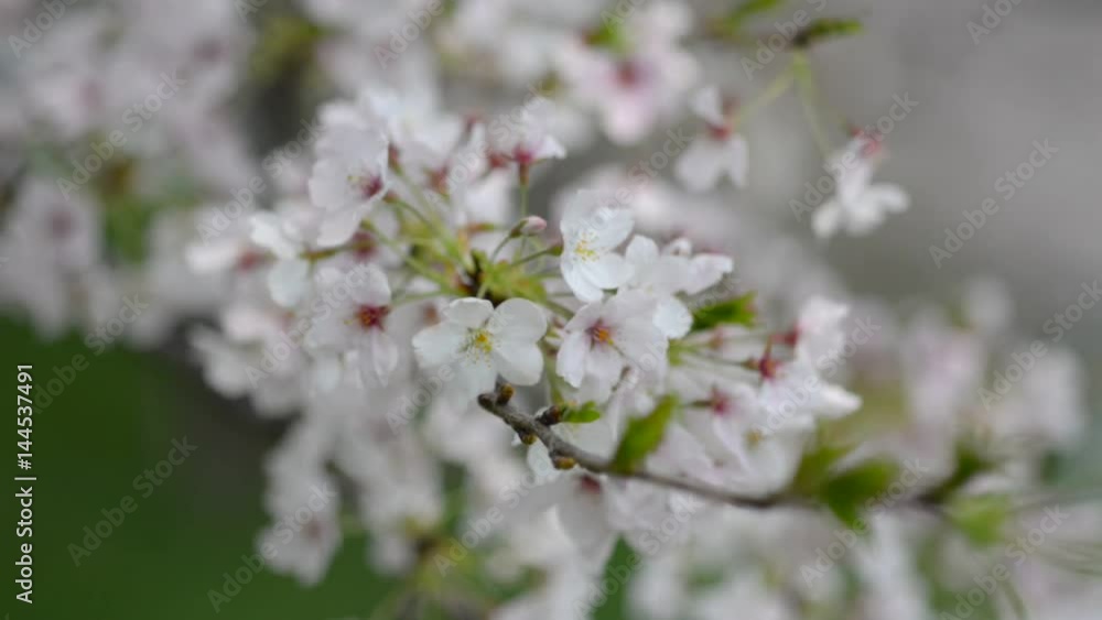 桜 桜