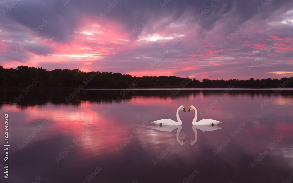 Swans are swimming in a lake under sunset