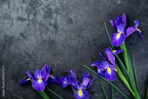 Fototapeta Naklejka Na Ścianę i Meble -  Bouquet of violet Irises on gray background with  copy space. Top view