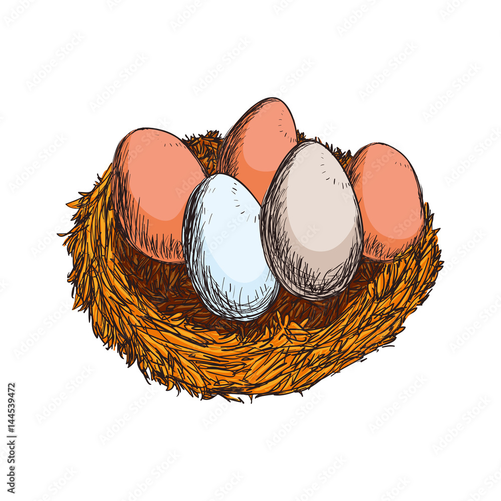 Fresh eggs hand draw editable vector illustration design Stock