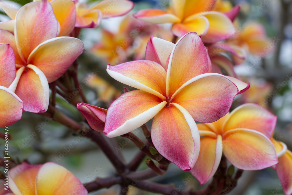 Fototapeta premium Gradient color of frangipani flower in the garden