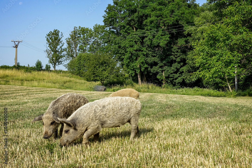 wild pigs on the farm. wild pigs on the farm.