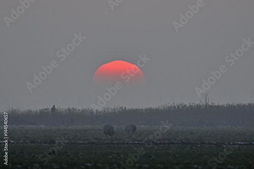 Two sheep grazing in the sunset