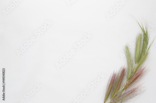 White background with empty place for inscription  on a white sheet with wheat ears photo