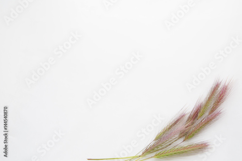 White background with empty place for inscription  on a white sheet with wheat ears