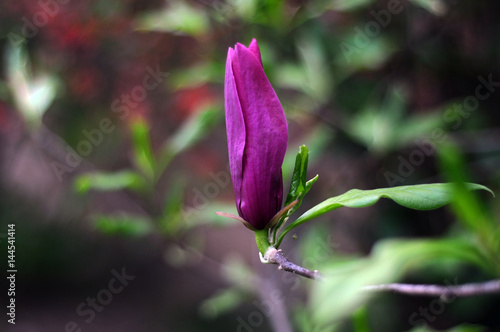 Magnolia flower