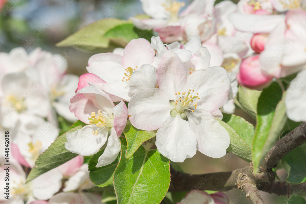 Blütenbouquet aus prachtvollen Apfelblüten Blütenbouquet aus prachtvollen Apfelblüten