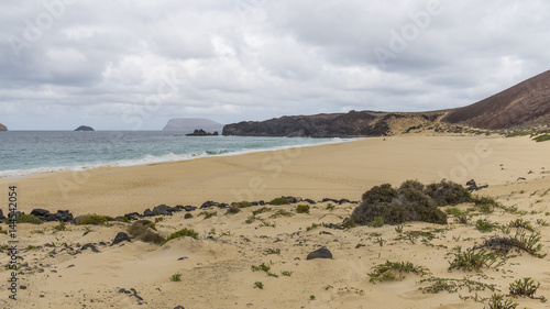 Bush on a sandy beach