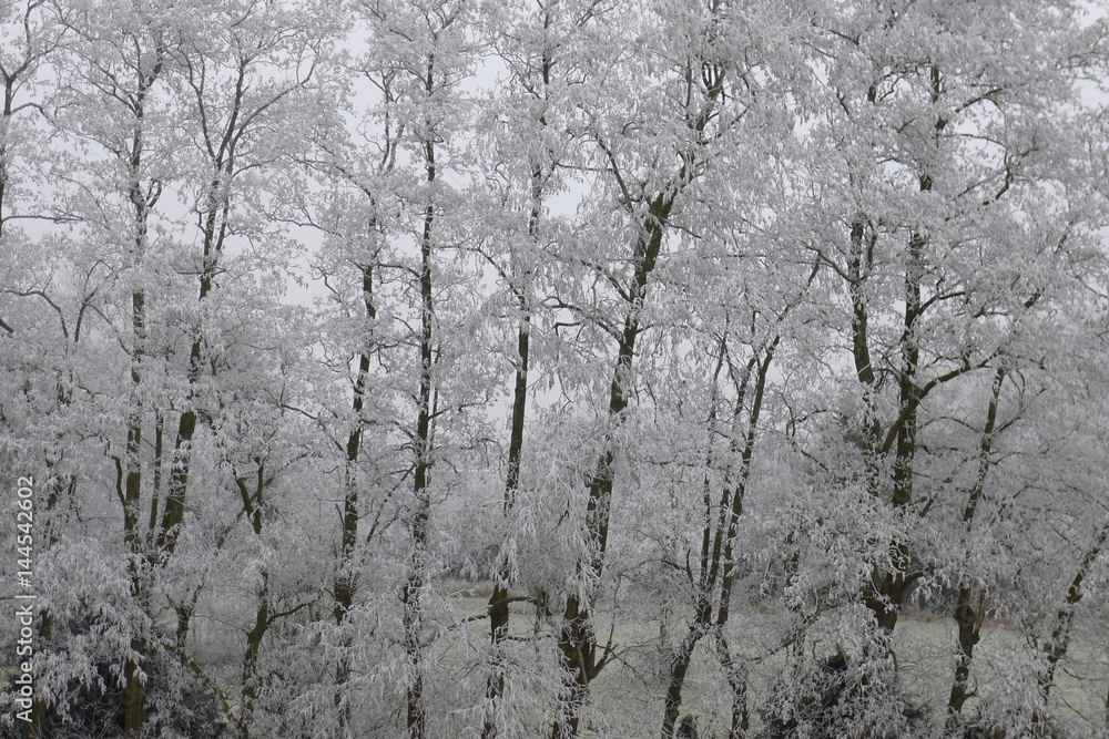 Fototapeta premium frozen trees in winter landscape the Netherlands