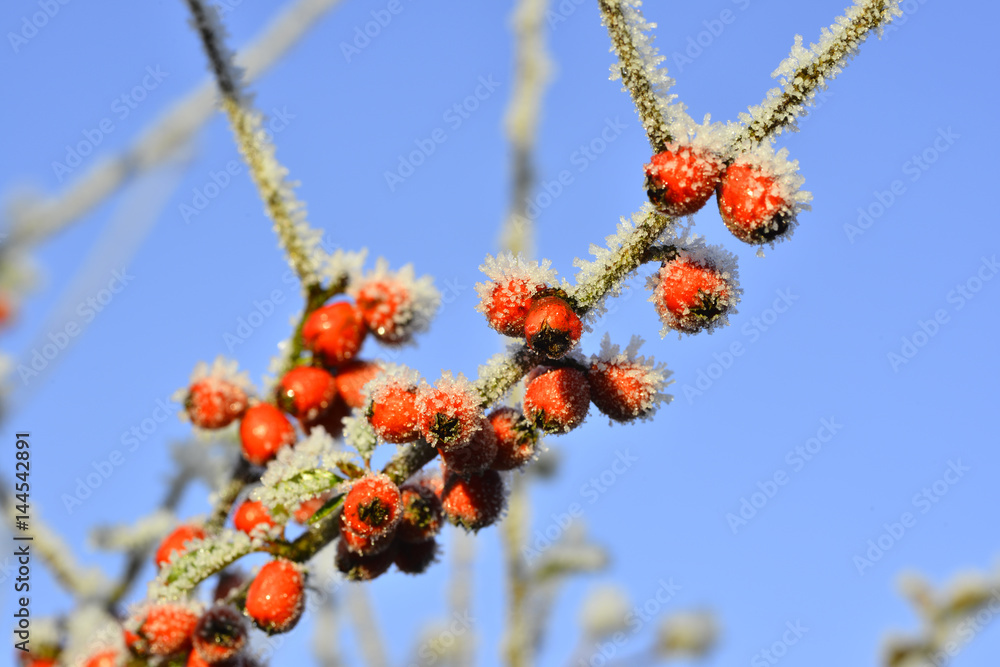 frozen red berries in a winter garden frozen red berries in a winter garden