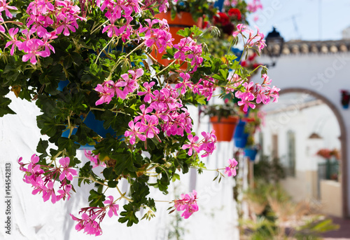 macetas primavera estepona