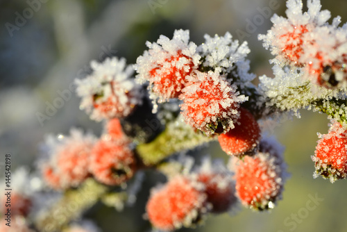 frozen red berries in a winter garden