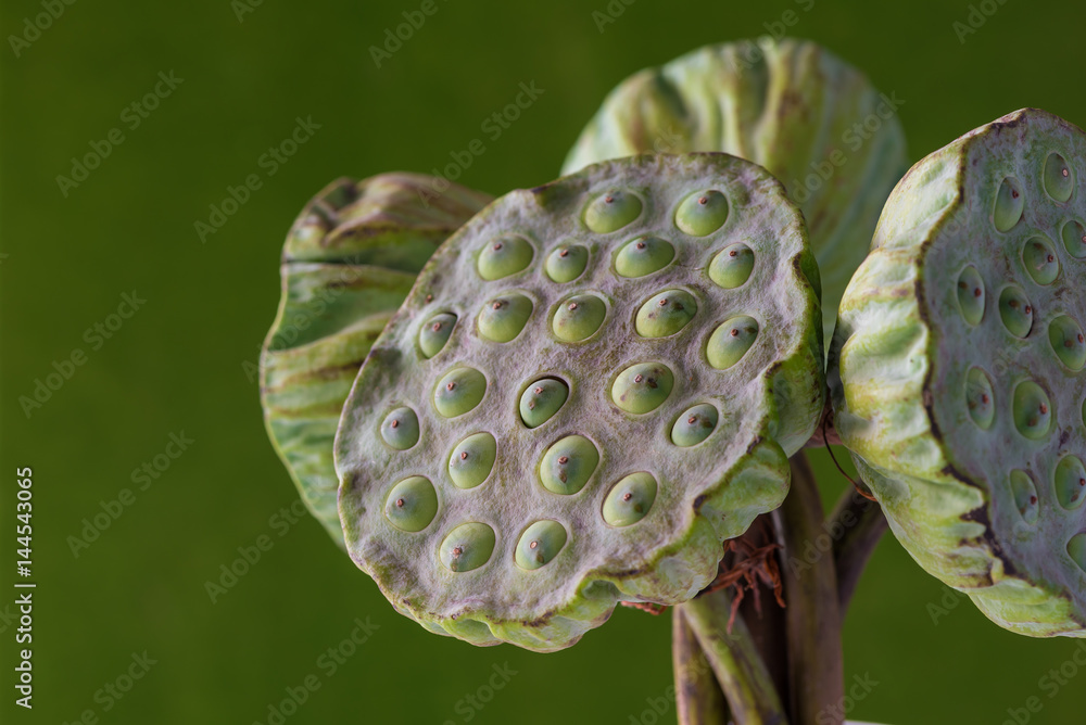Fototapeta premium Fresh lotus seed heads isolated on the blur background