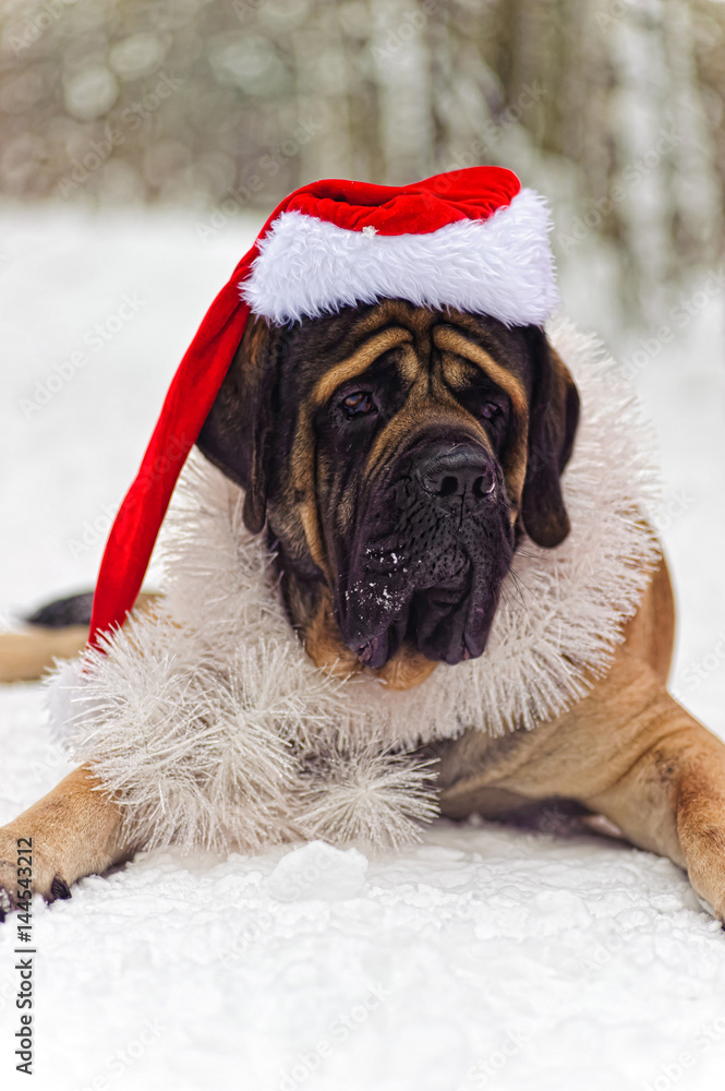 Mastiff in a Christmas costume Mastiff in a Christmas costume