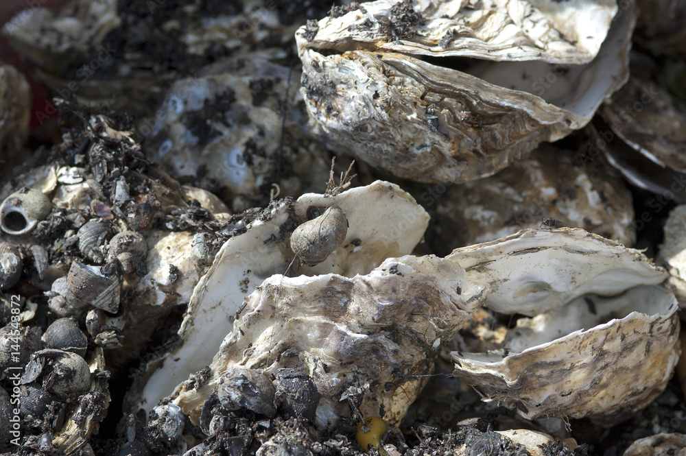 Empty shells of fresh harvested oysters, the Netherlands Empty shells of fresh harvested oysters, the Netherlands