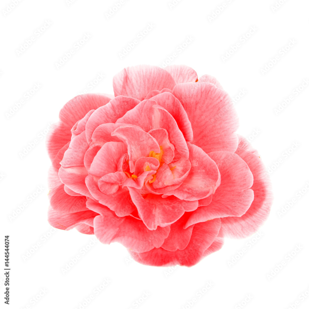 One single Camellia flower  isolated on white background