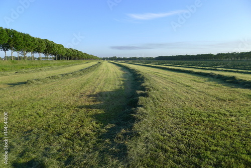 Freshly mowed grass in the Beemster  the Netherlands