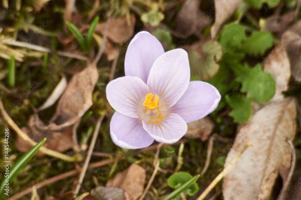 Krokus weiss Krokus weiss