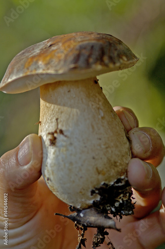 Holding a freshly picked porcini mushroom