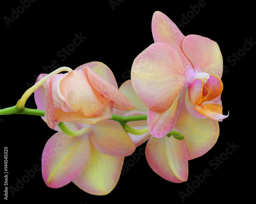 Two beautiful pastel orchids close up on a black background