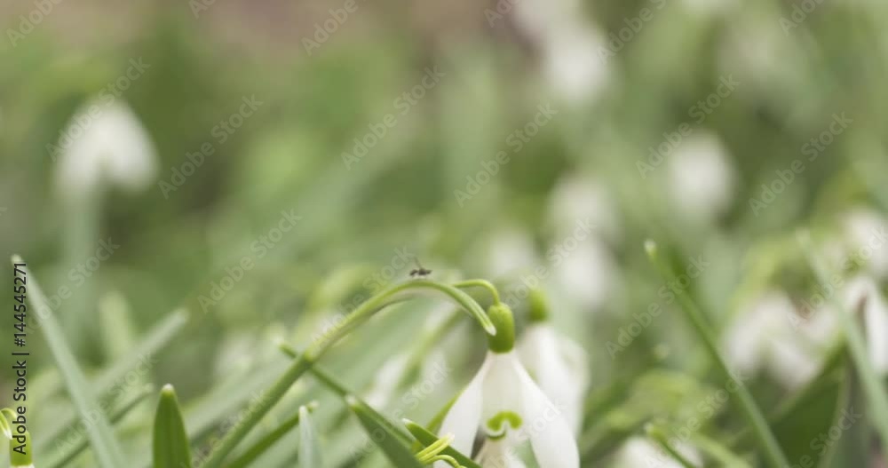 Slow motion pan of white snowdrops in sunny spring morning slide move, 4k 60fps prores footage Slow motion pan of white snowdrops in sunny spring morning slide move, 4k 60fps prores footage