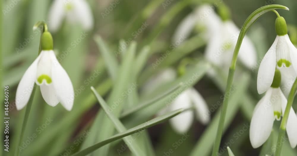 Slow motion pan of white snowdrops in sunny spring morning slide move, 4k 60fps prores footage Slow motion pan of white snowdrops in sunny spring morning slide move, 4k 60fps prores footage