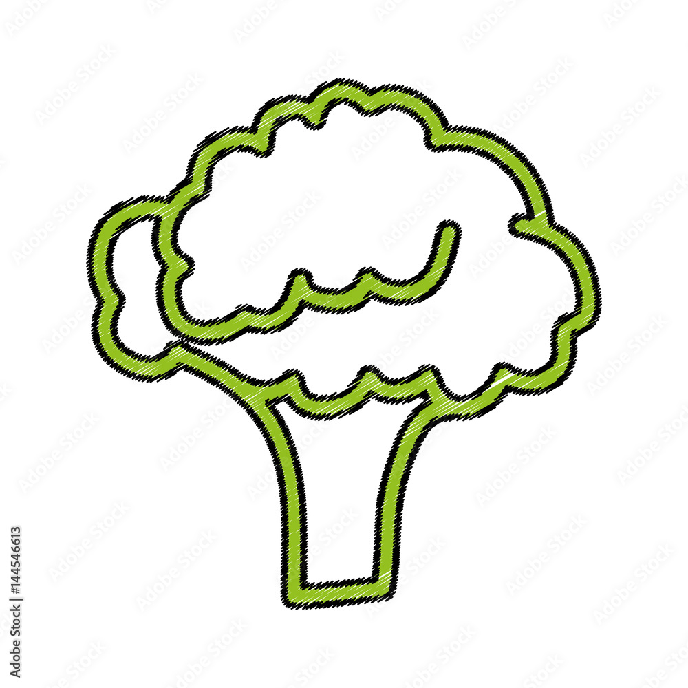 broccoli fresh vegetable icon vector illustration design