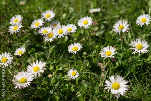 Daisies in the grass. Slovakia