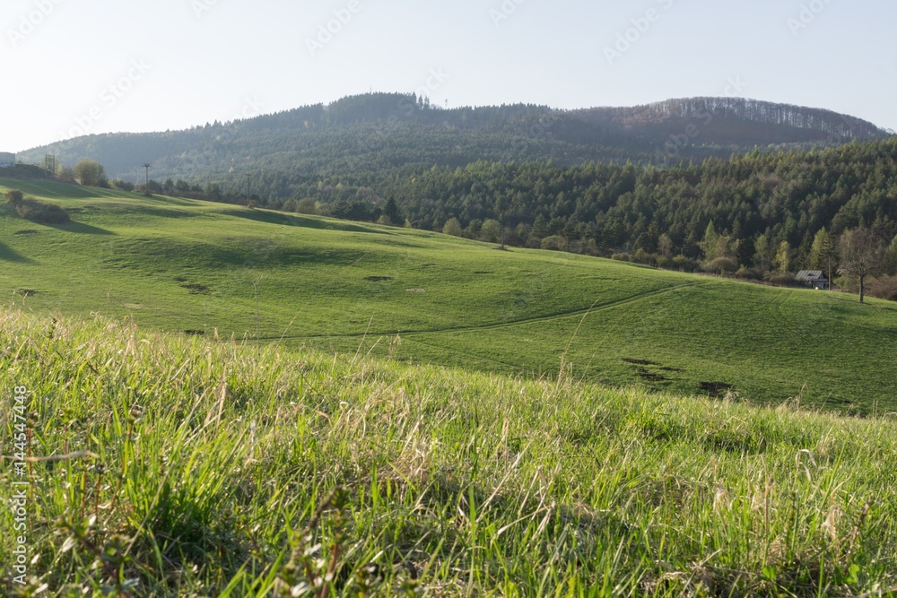 Meadow with green grass and trees during sunny day. Slovakia