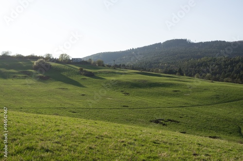 Meadow with green grass and trees during sunny day. Slovakia