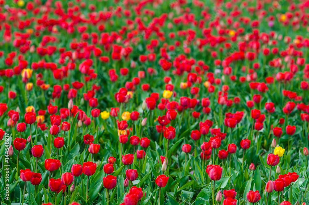 Red tulips in the grass