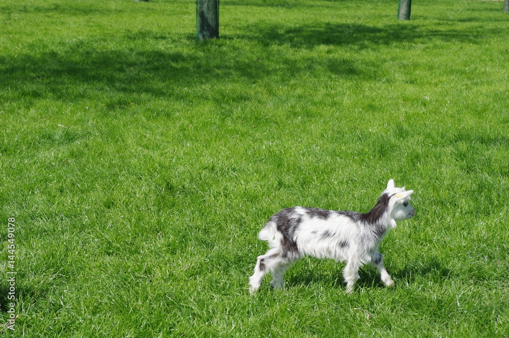 Obraz premium Le chevreau