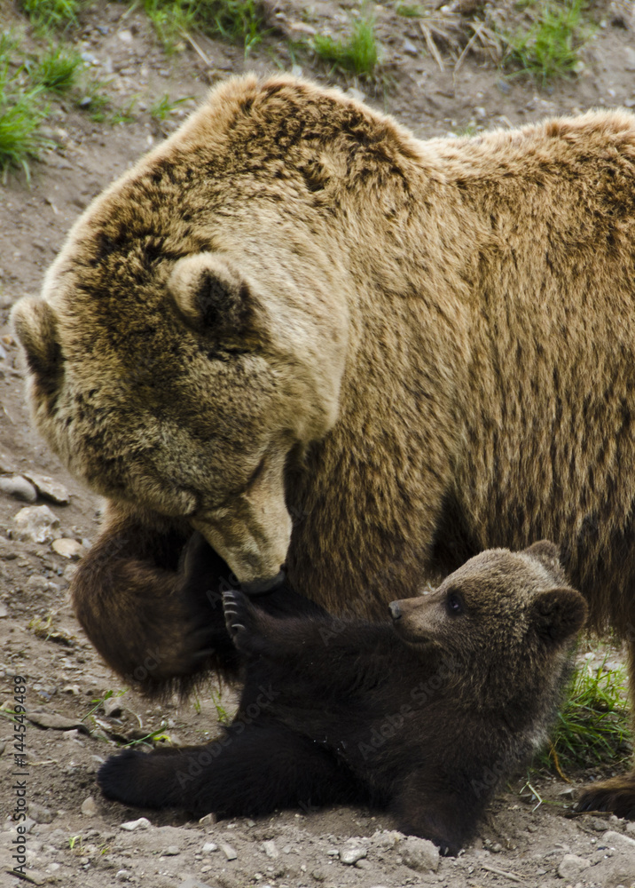 Fototapeta premium Mother bear playing with her baby bear