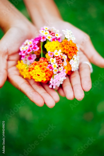 Woman holding a bouquet of latana flowers in her hands. Summer wild flowers photo