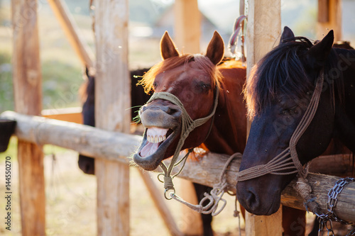 Fototapeta Naklejka Na Ścianę i Meble -  horse neighs at stall