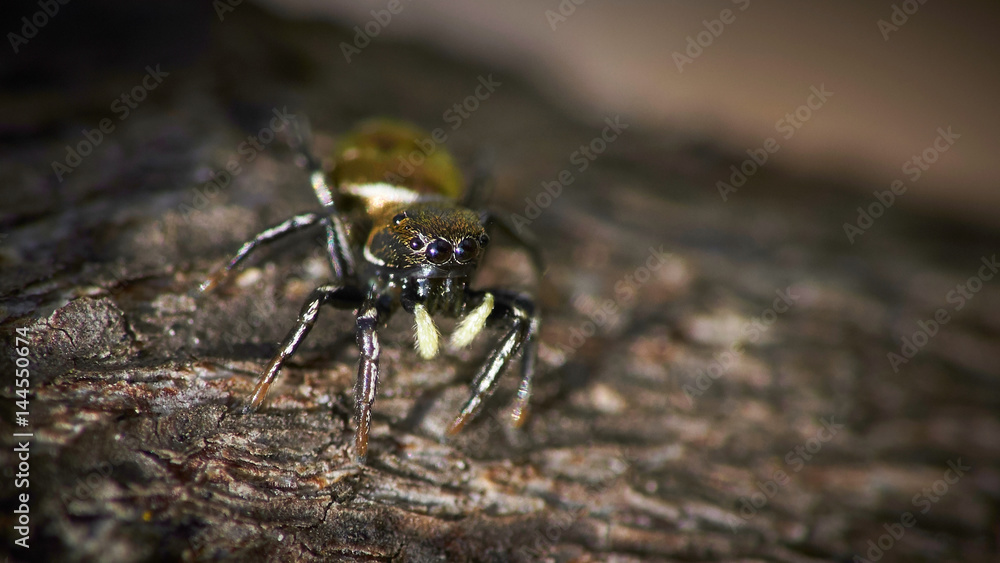 Spinne auf Ast Spinne auf Ast