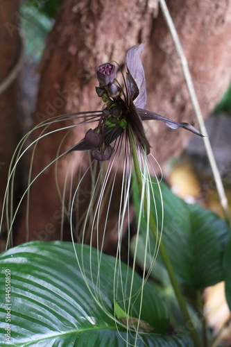 Tacca chantieri var macrantha black bat flower in the tropical rain forest photo