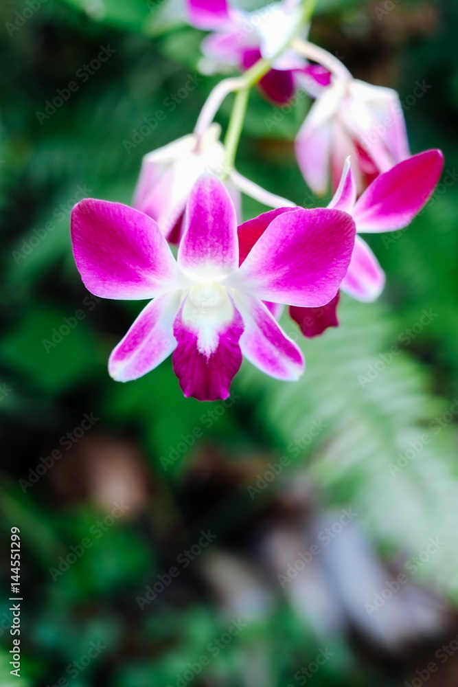 Pink phalaenopsis orchid flower at the botanical garden. A beautiful orchid plant in nature Pink phalaenopsis orchid flower at the botanical garden. A beautiful orchid plant in nature