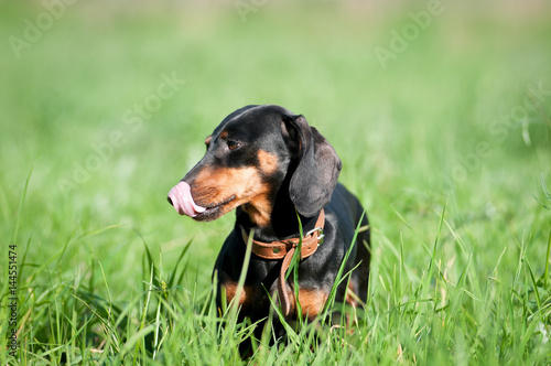 Dachshund portrait in green grass