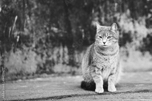 Street grey cat on the gray backgound photo