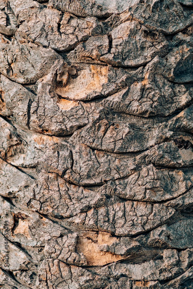 The texture of the bark of a palm tree.