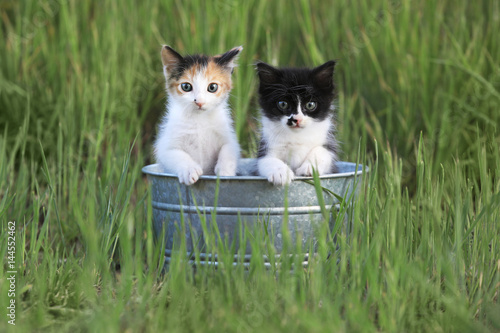 Kittens Outdoors in Tall Green Grass