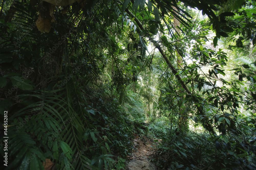 Fototapeta premium Trekking w dżungli na Koh Chang