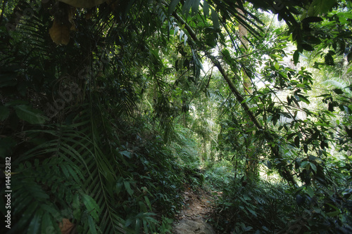 Jungle trekking on Koh Chang