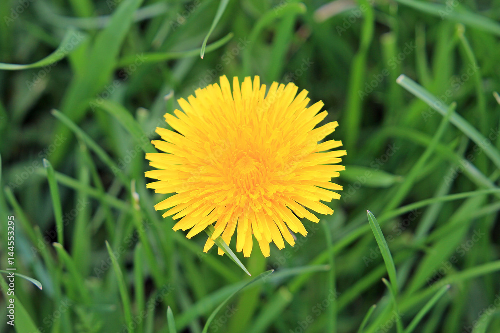 spring dandelion spring dandelion