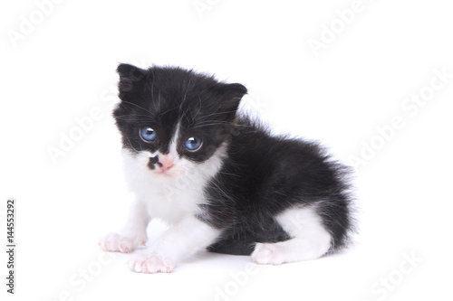 Cute Baby Tuxedo Style Kitten On White Background