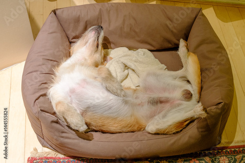 Brown dog sleeps in basket photo