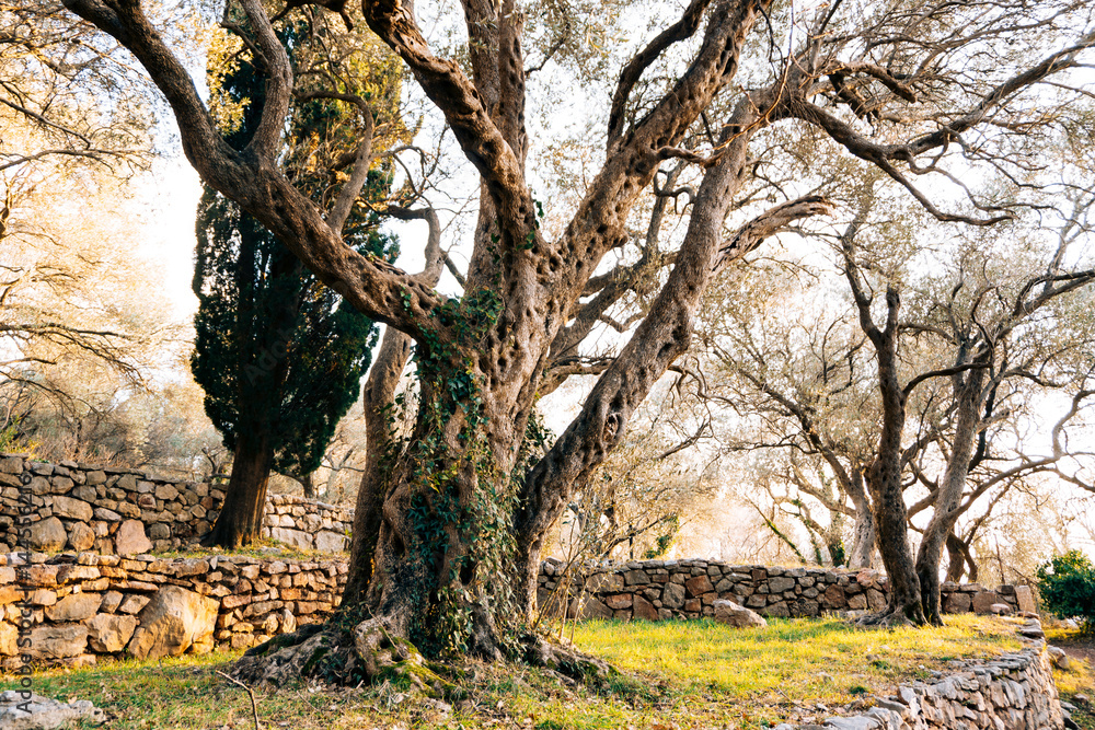 Close-up of the trunk of a tree of olives. Olive groves and gardens in Montenegro.