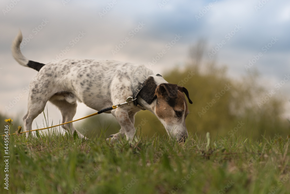 Hund an Leine folgt einer Spur - Jack Russell Terrier Rüde 9 Jahre alt Hund an Leine folgt einer Spur - Jack Russell Terrier Rüde 9 Jahre alt